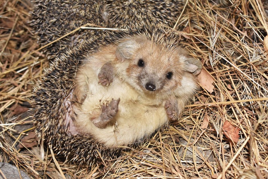 Еж Ушастый Hemiechinus auritus