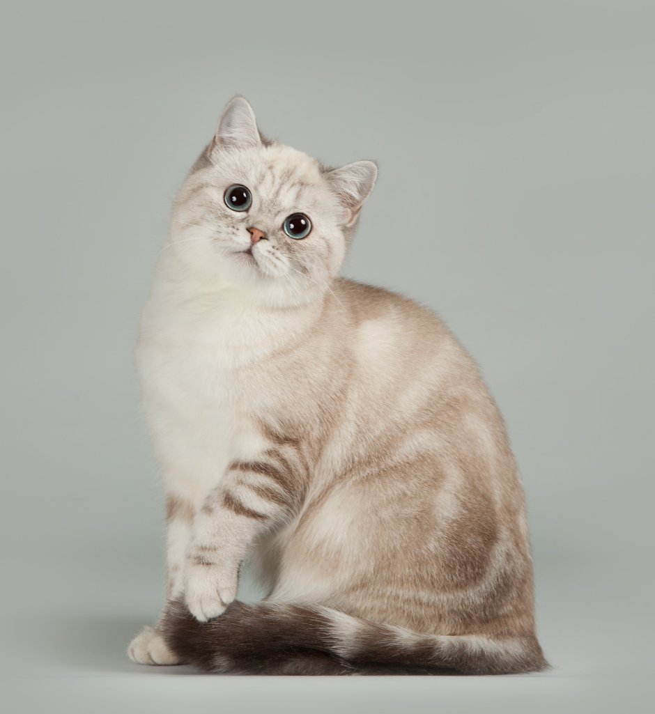 Шотландская шиншилла табби