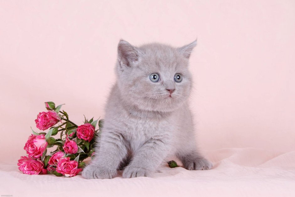 Британская короткошёрстная кошка