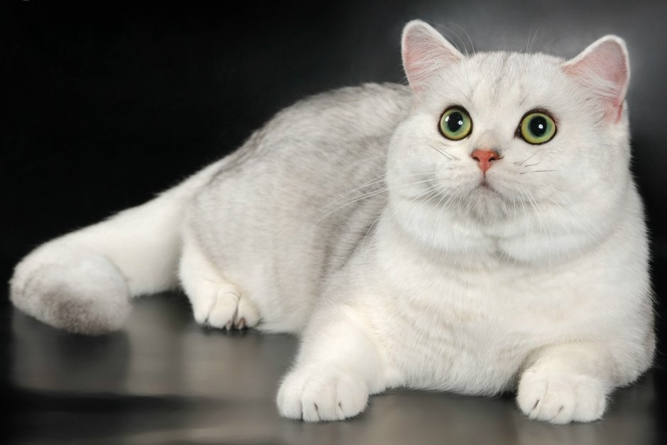 Шотландская кошка скоттиш страйт белая