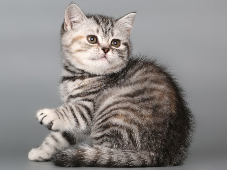 Шотландская короткошерстная страйт