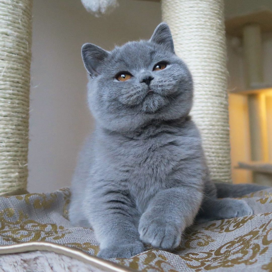 Котята вискас британцы