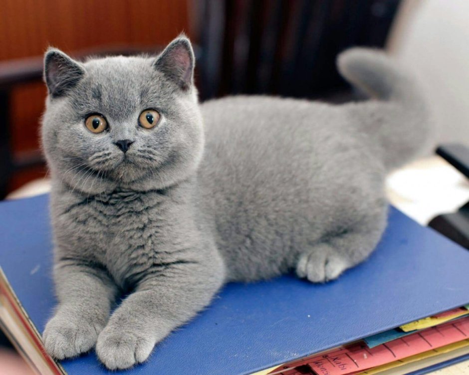 Котята скоттиш страйт вислоухие