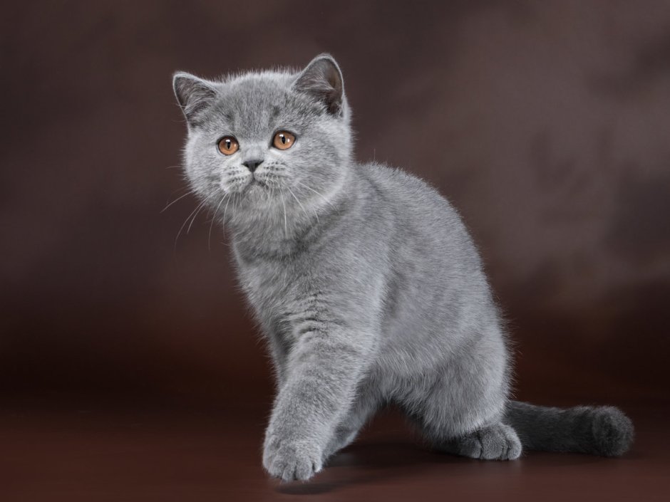 Британская короткошёрстная кошка котята