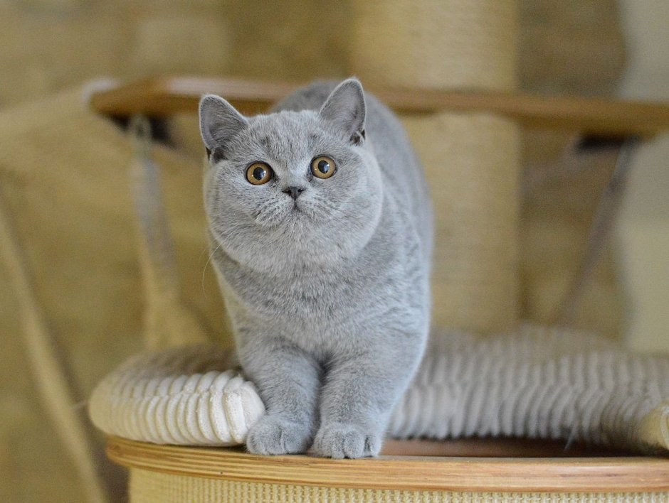 Британская кошка котенок