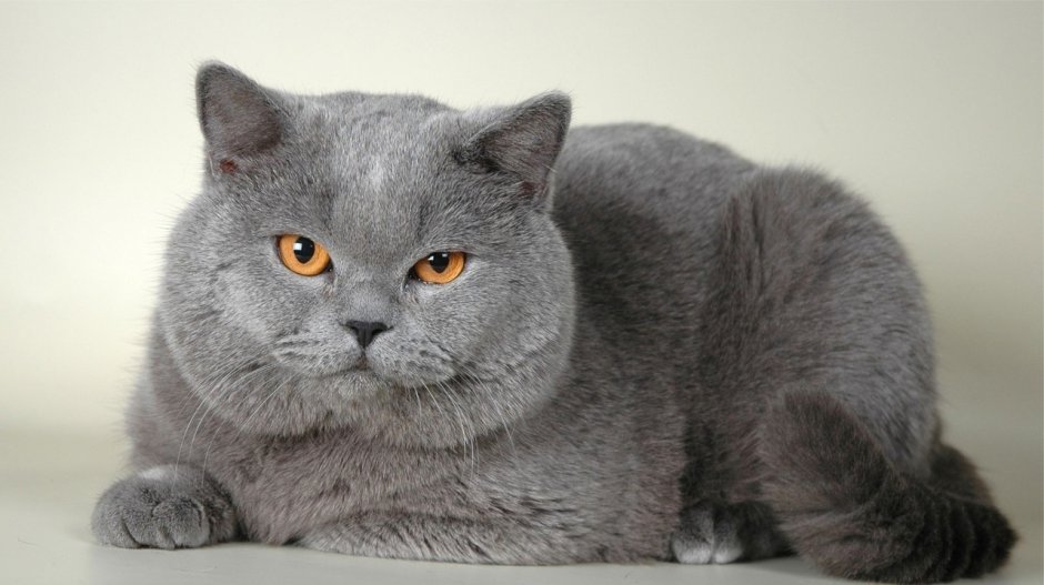 Шотландская прямоухая короткошерстная