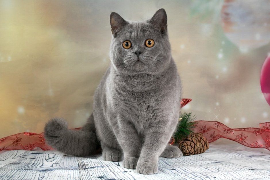 Британская короткошёрстная кошка голубая