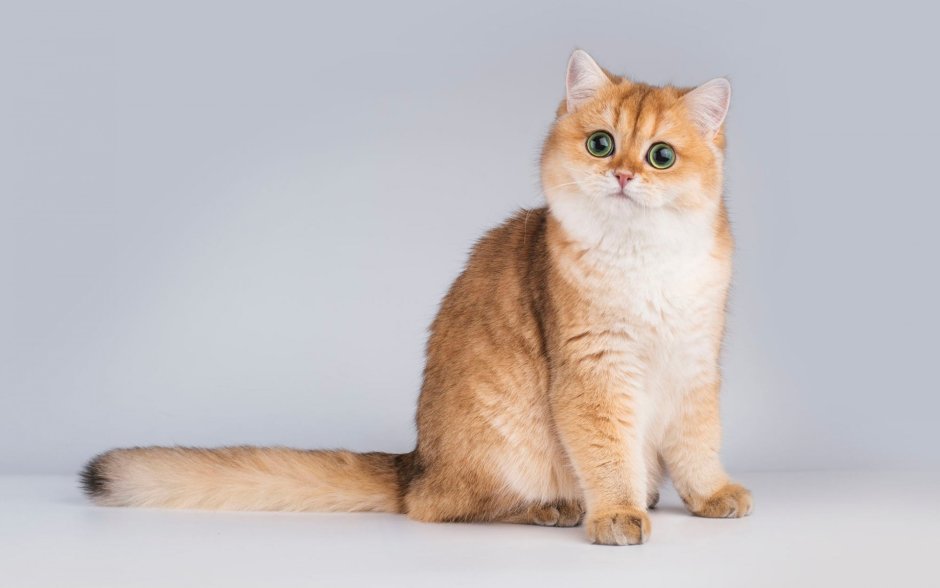 Шотландский скоттиш страйт персиковый
