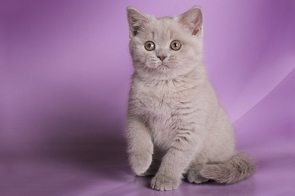 Шотландский скоттиш страйт лиловый