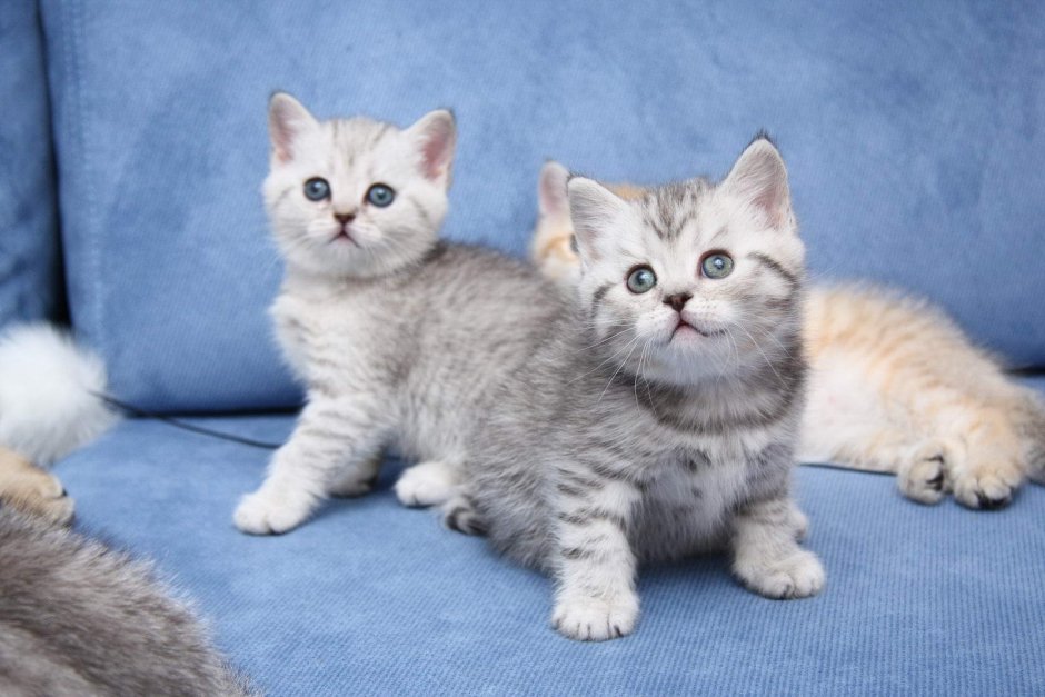 Шотландская прямоухая скоттиш