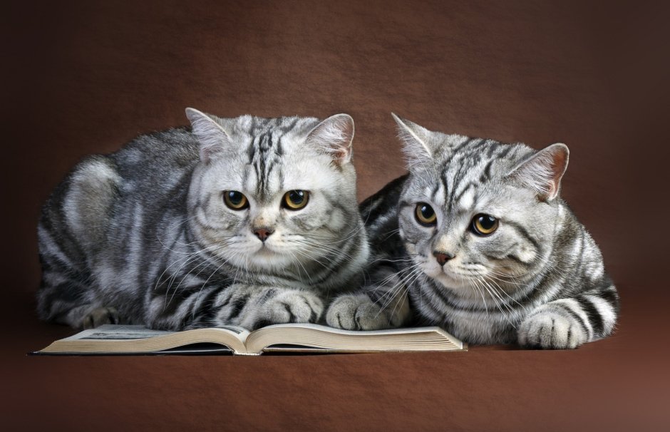 Шотландский кот прямоухий серо белый