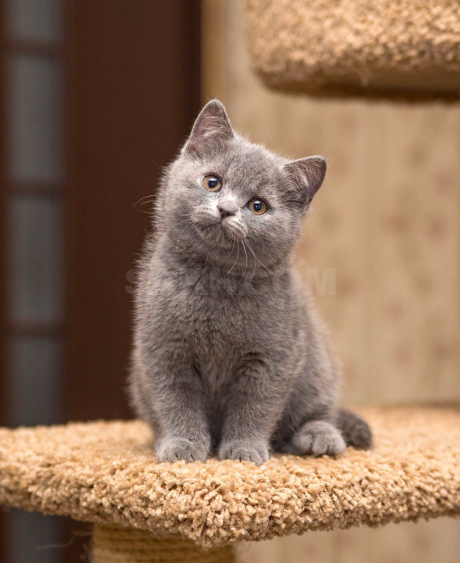 Шотландская кошка прямоухая котенок