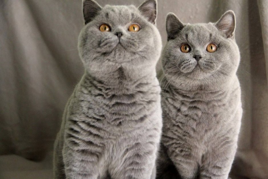 Британская короткошёрстная кошка