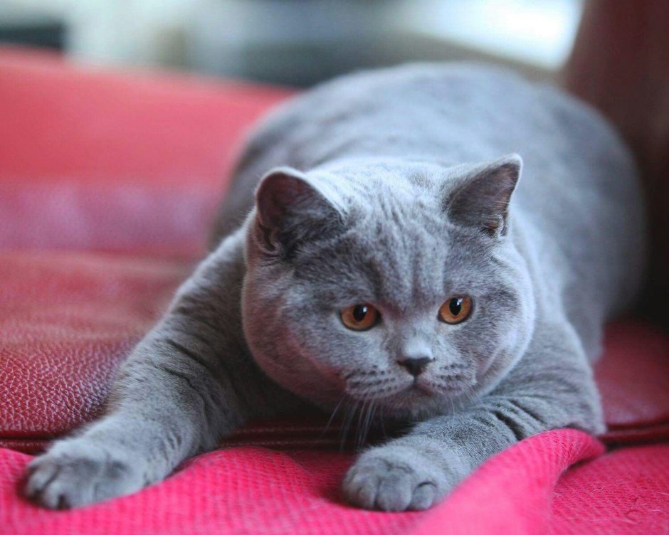 Британский короткошерстный кот лиловый