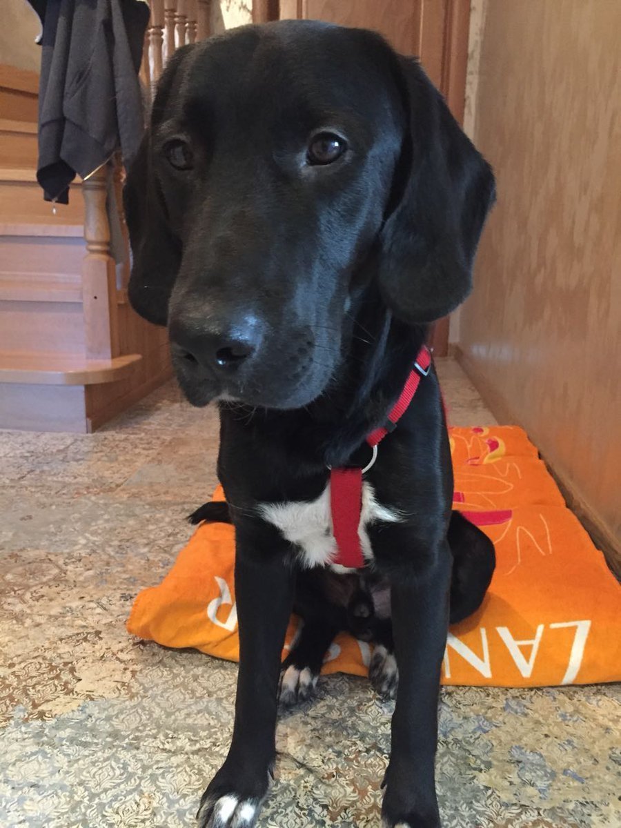 Лабрадор гончая метис