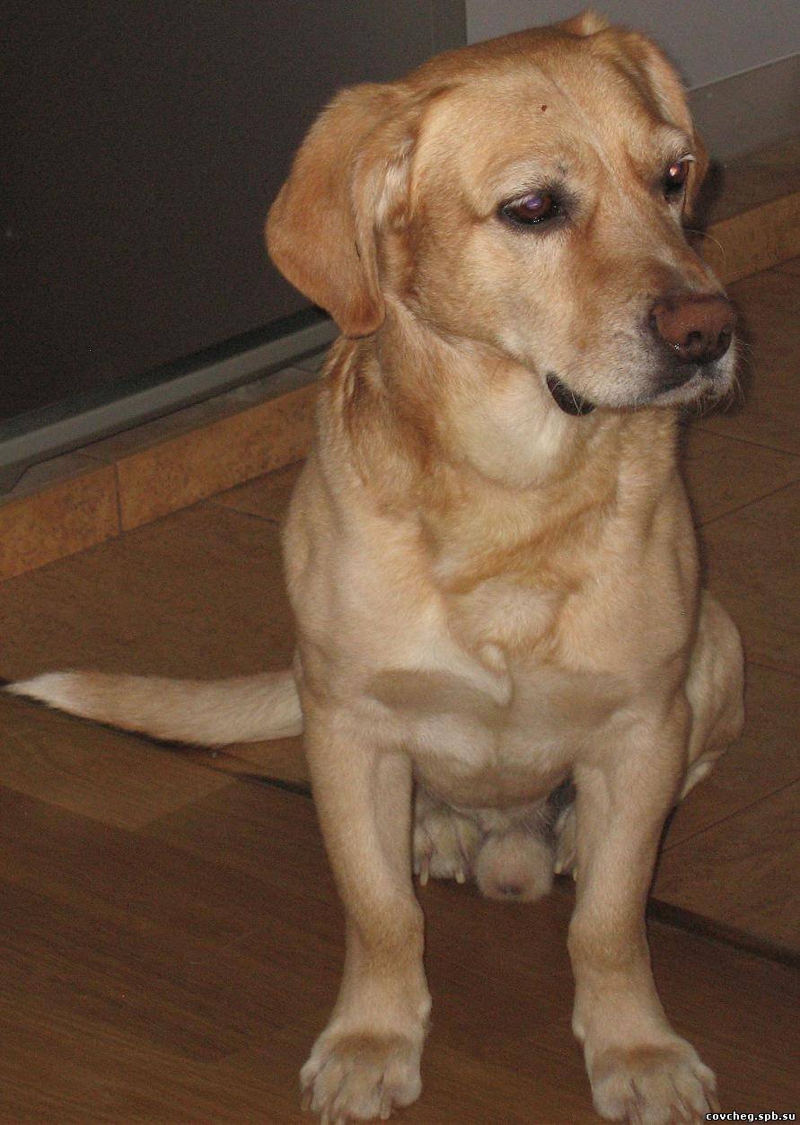 Метис лабрадора и спаниеля