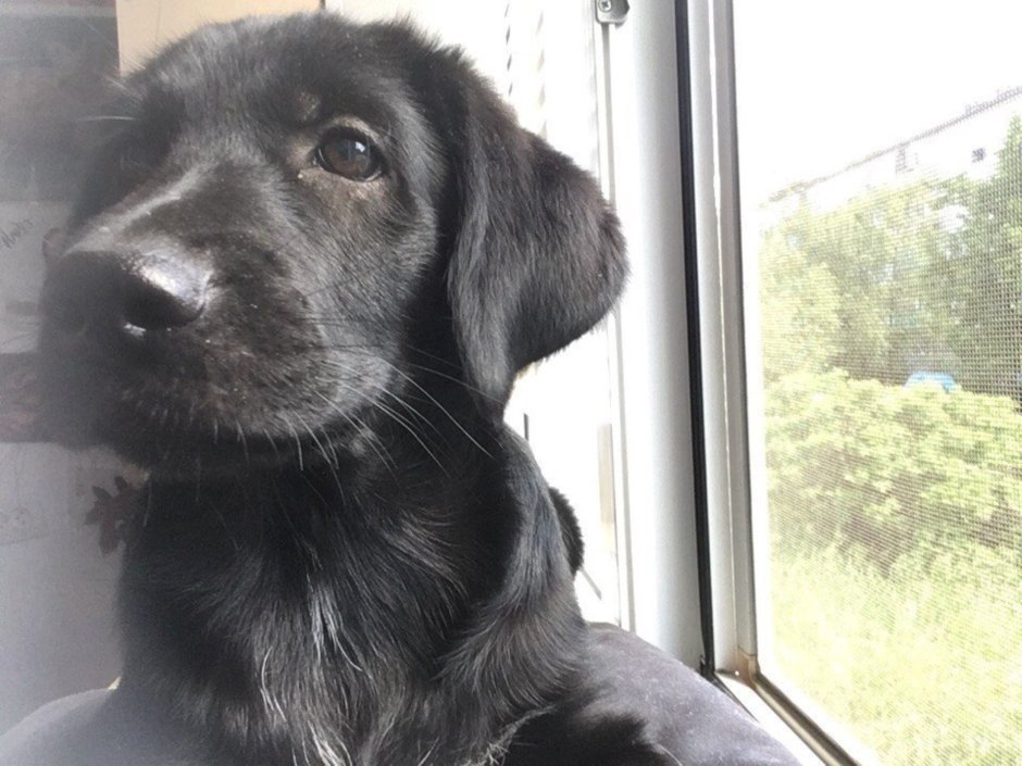 Метис русского спаниеля и лабрадора