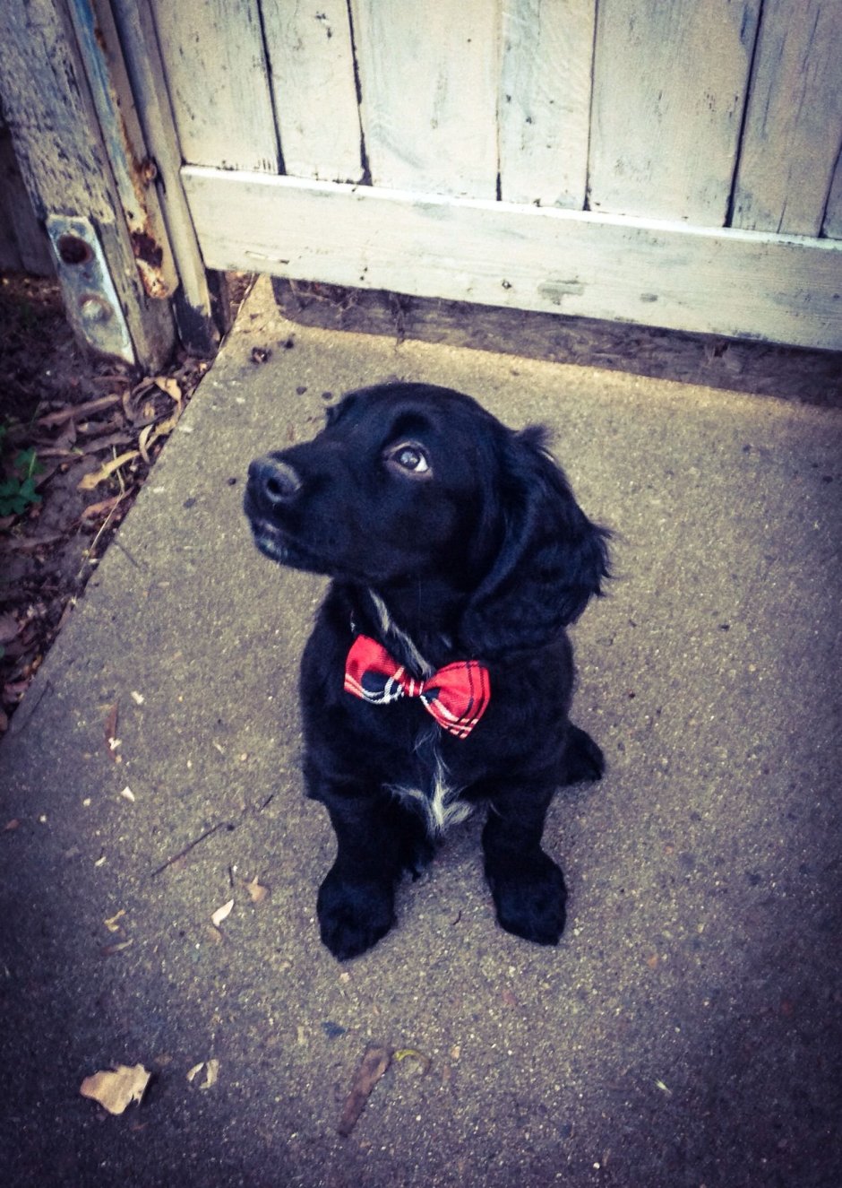 Метис кокер лабрадор