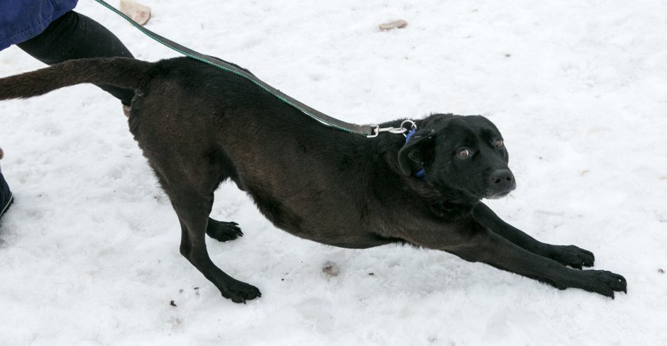 Лабрадор Ларри