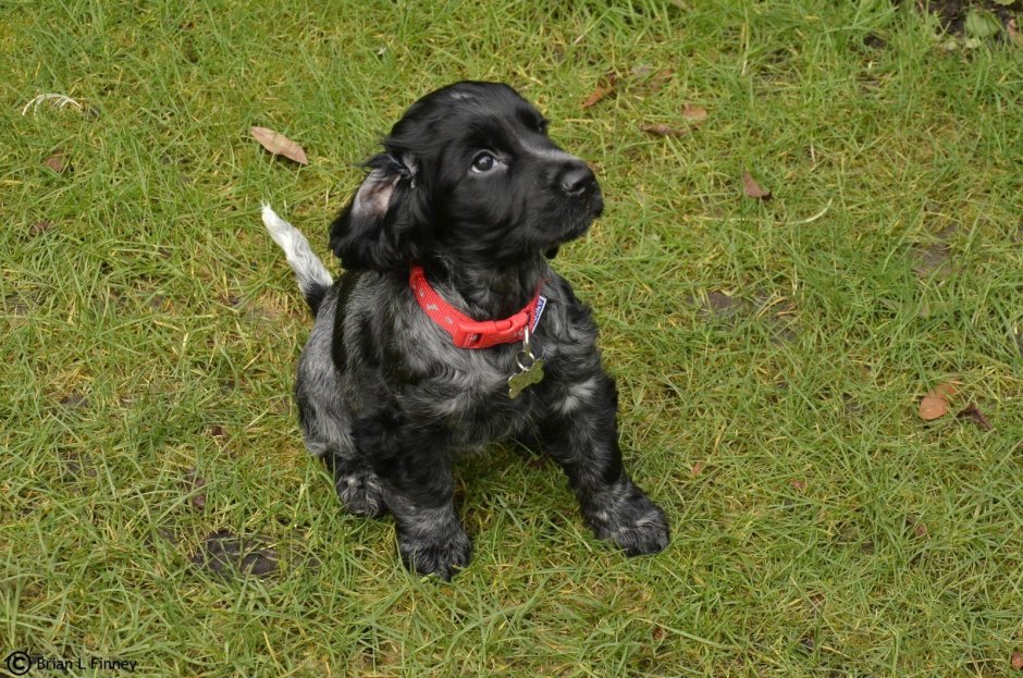 Метис кокер спаниеля