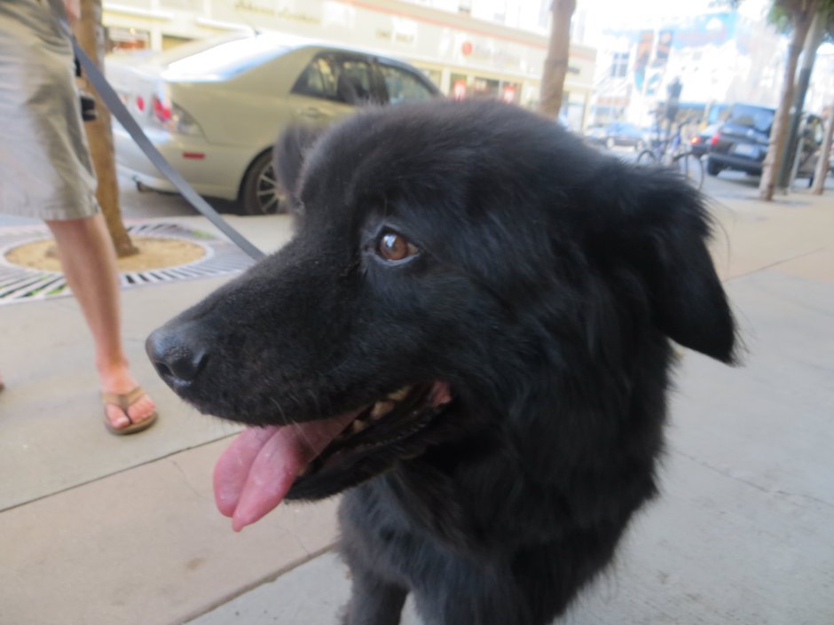 Помесь ньюфаундленда и лабрадора