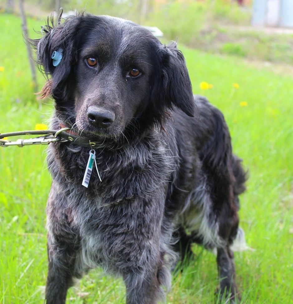 Метис кокер лабрадор