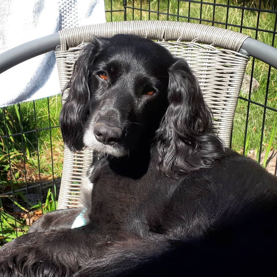 Помесь спаниеля и лабрадора