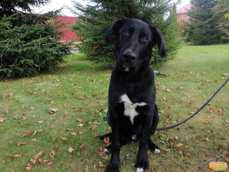 Метис лабрадора и овчарки черный
