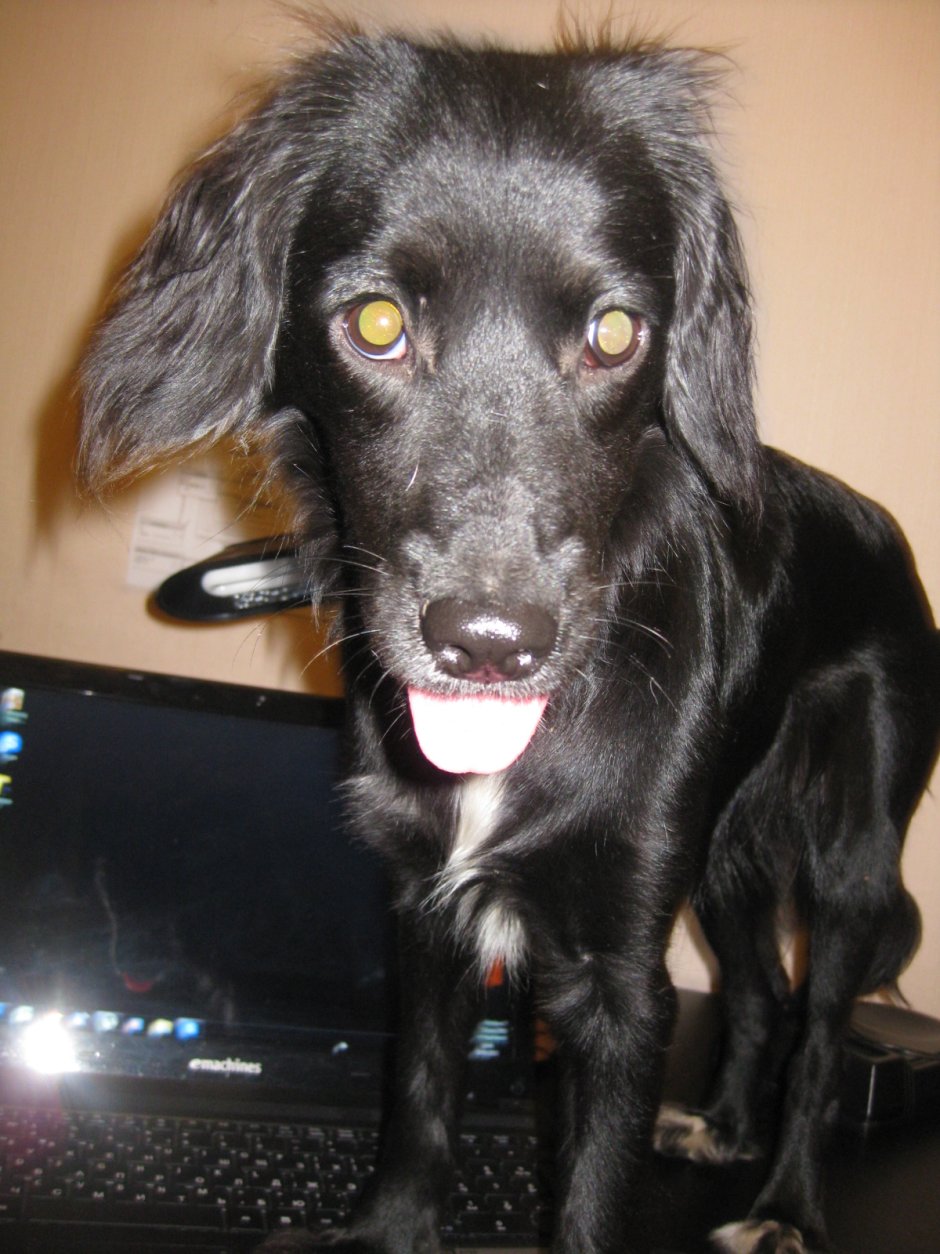 Метис спаниеля черный