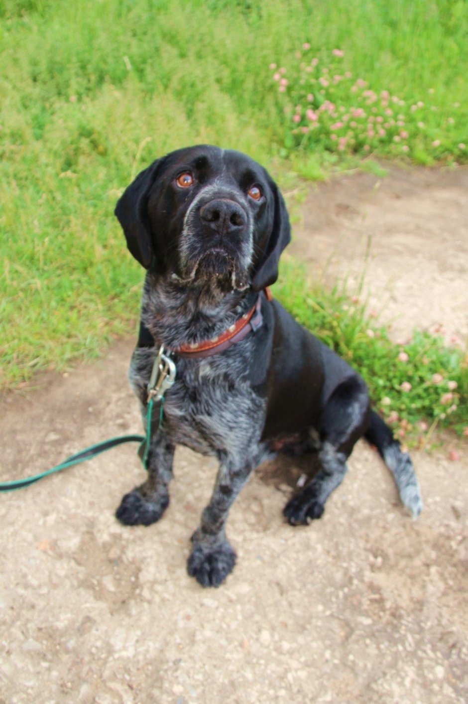 Метис лабрадора и спаниеля