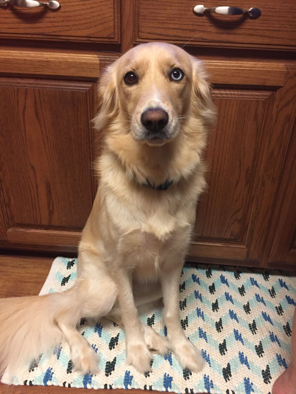 Метис ретривера и хаски