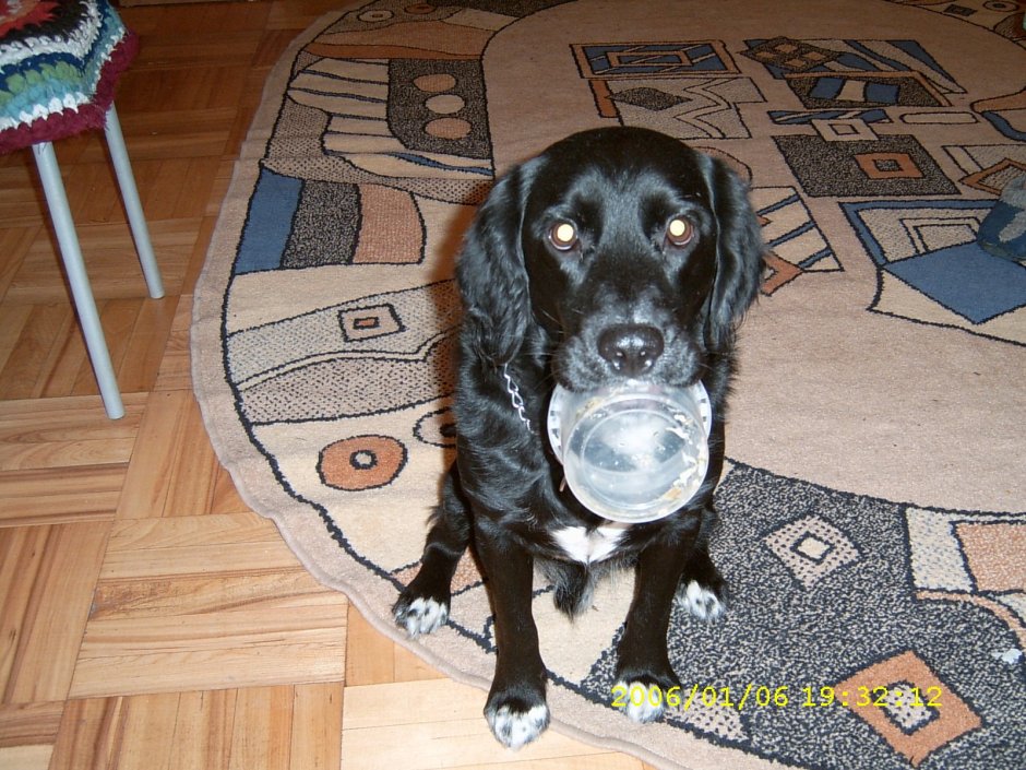 Охотничий спаниель метис