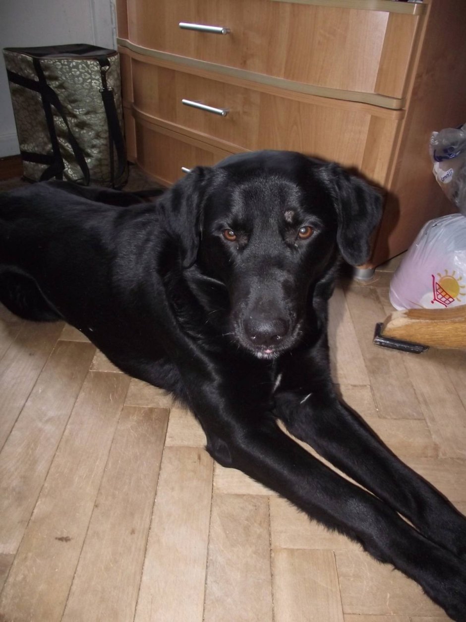 Лабрадор метис черный