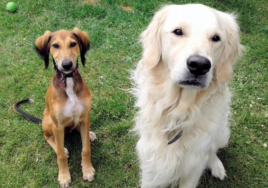 Метис золотистого ретривера