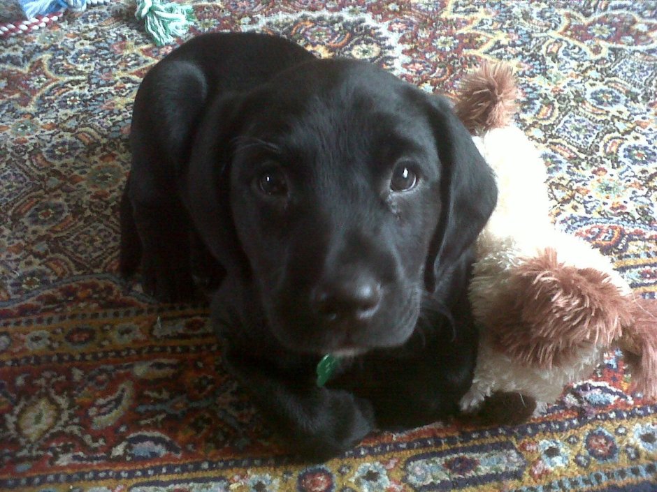 Лабрадор плюс спаниель