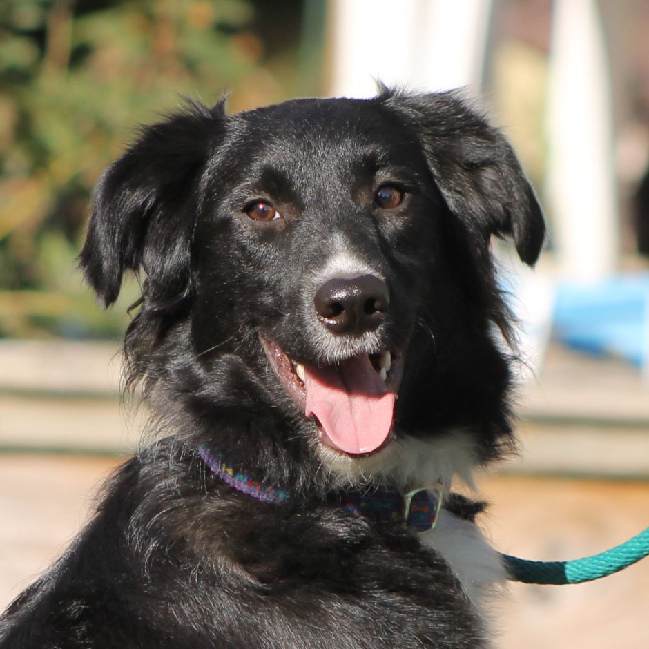 Метисы бордер колли черные