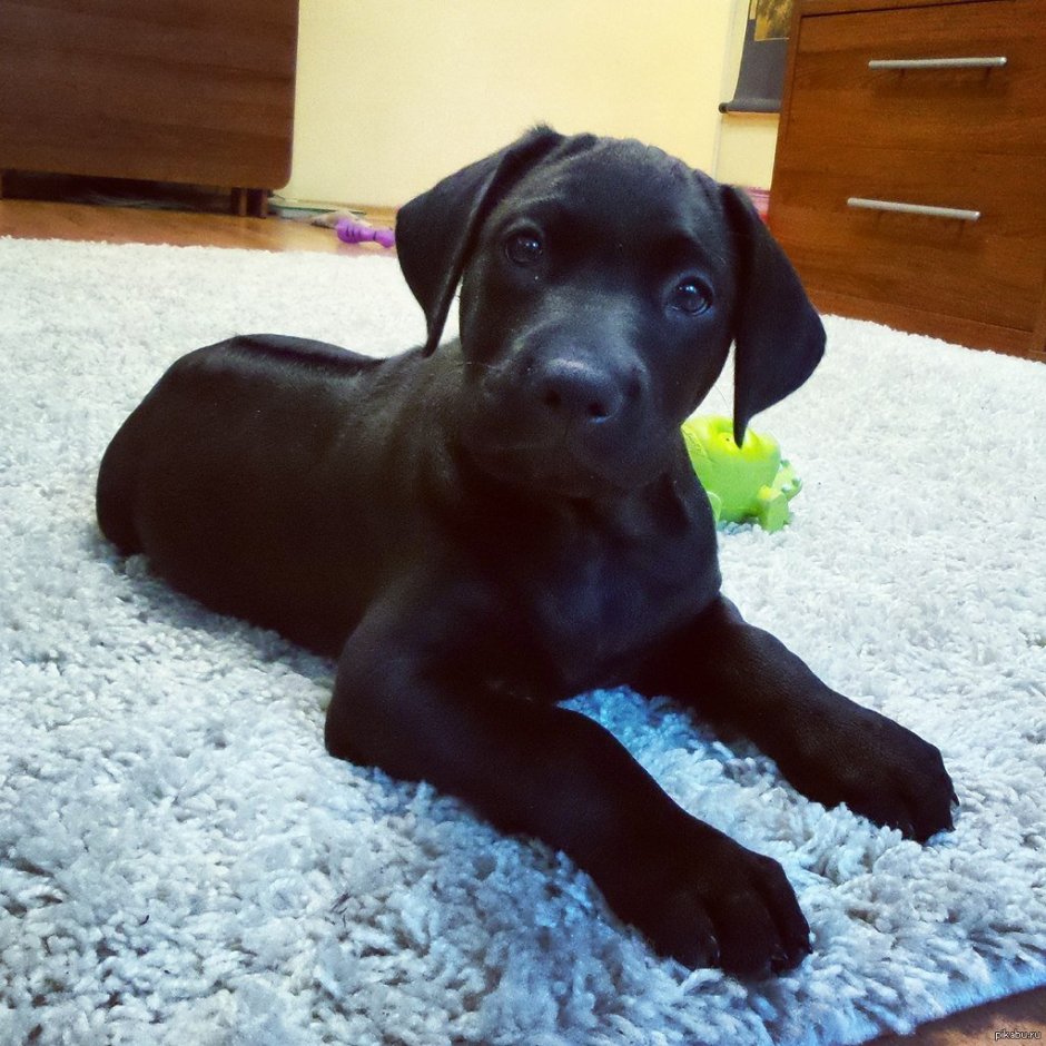 Метис лабрадора и спаниеля