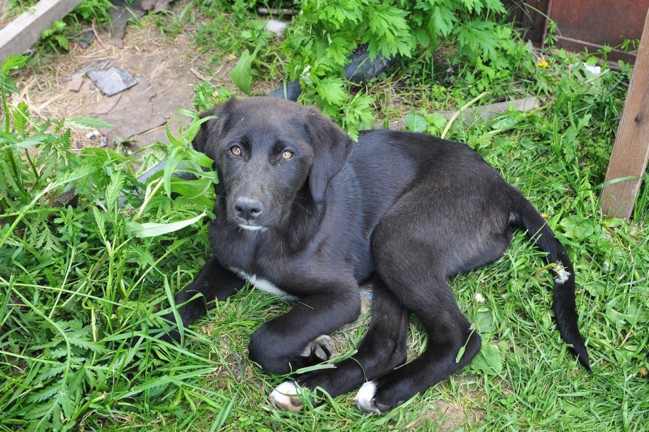Метис лабрадора и дворняги