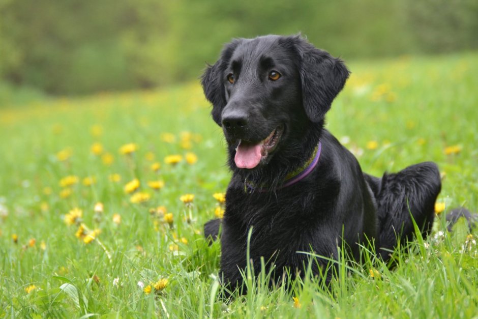 Прямошерстный ретривер флэт метис