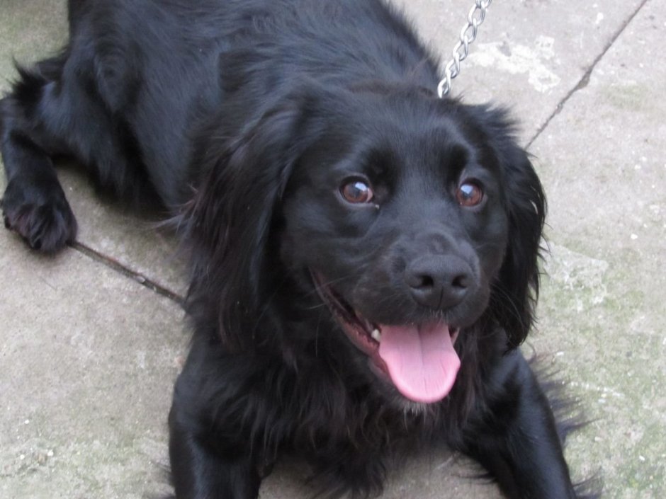 Кокер лабрадор