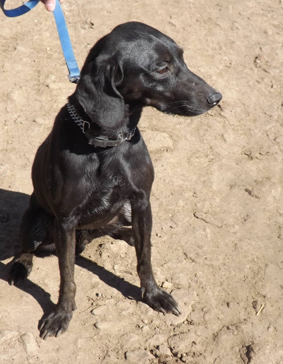 Лабрадор гончая метис