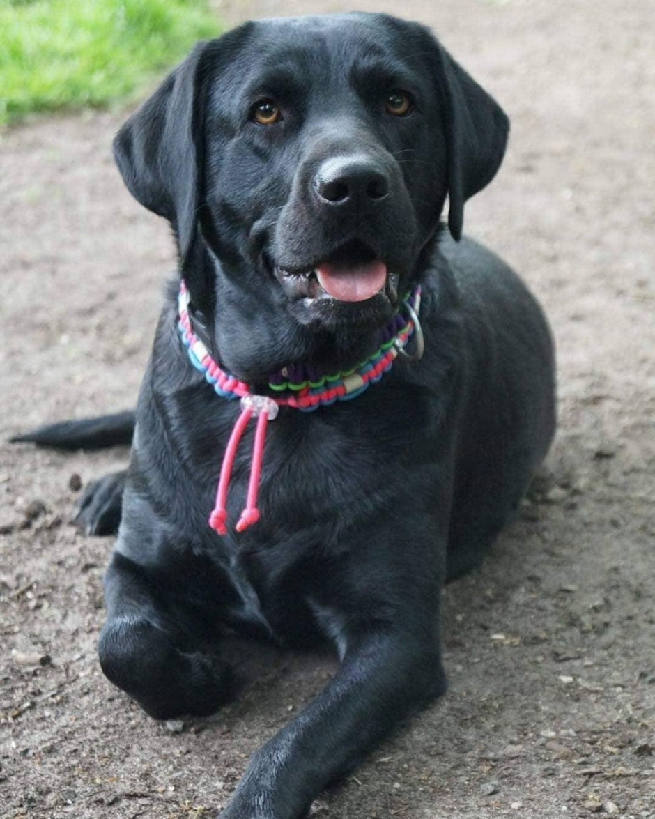 Метис лабрадора и спаниеля