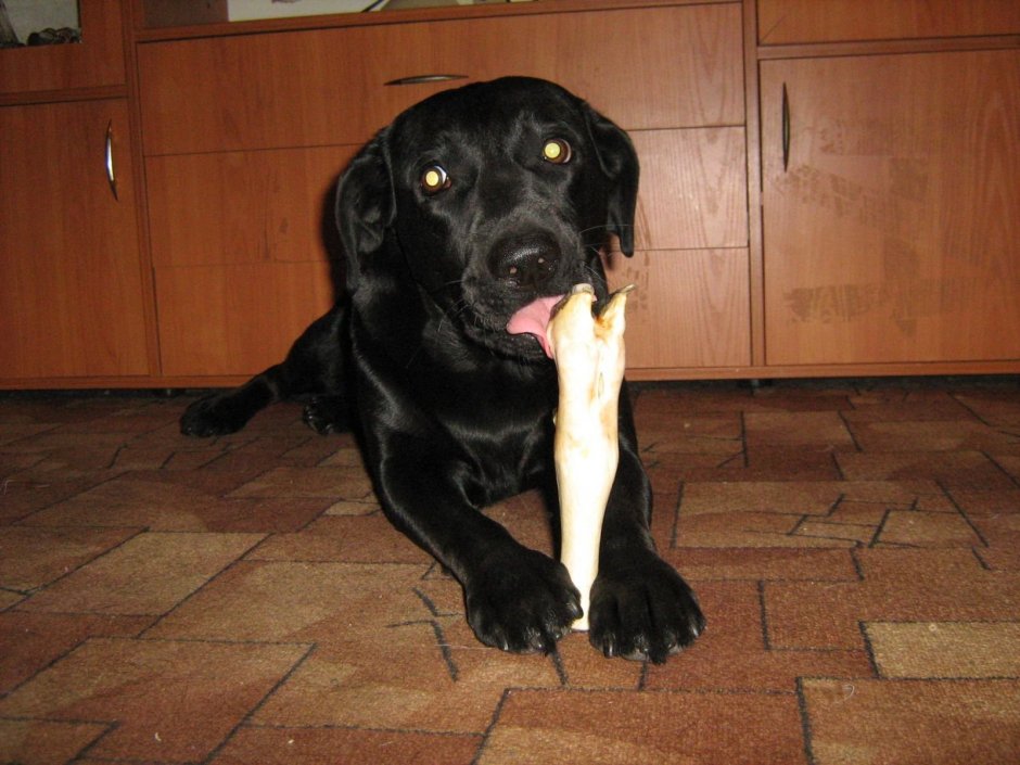Черный лабрадор 2 года