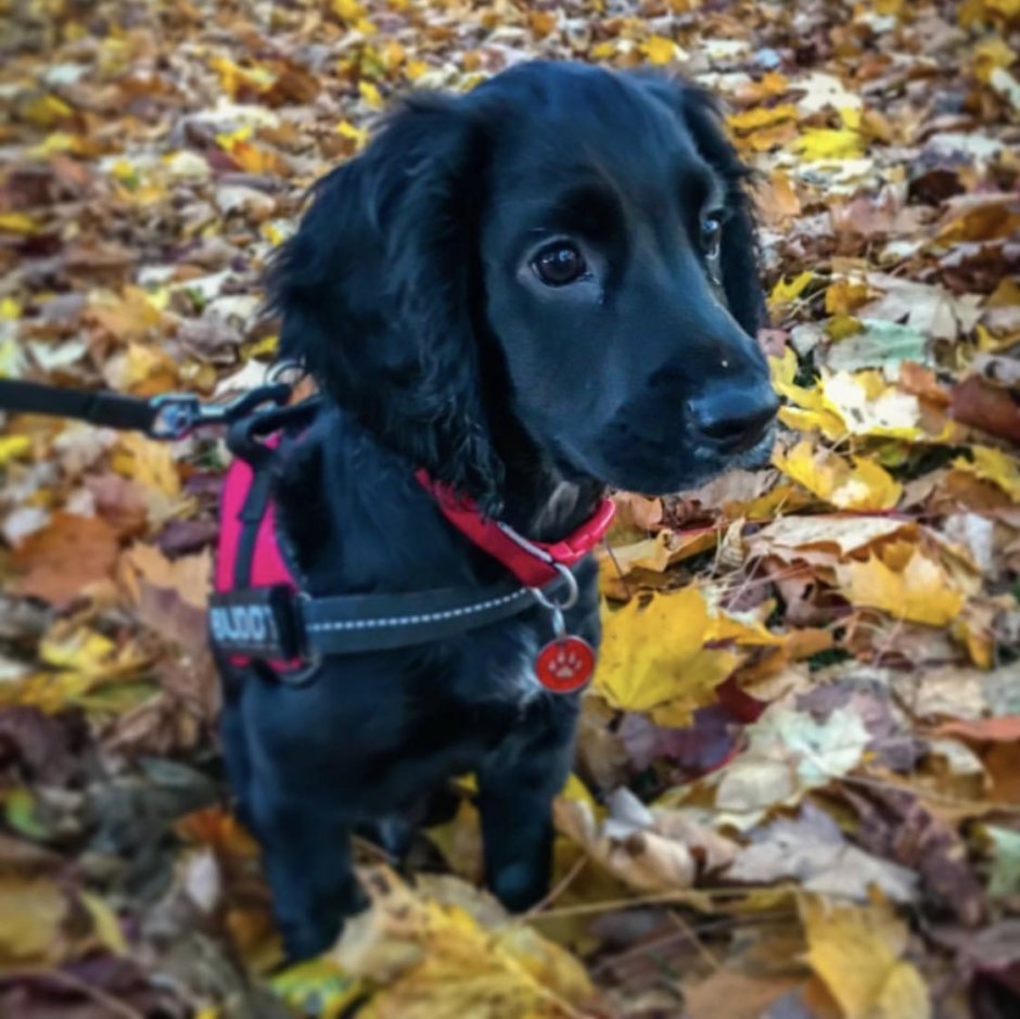 Кокер спаниель гладкошерстный