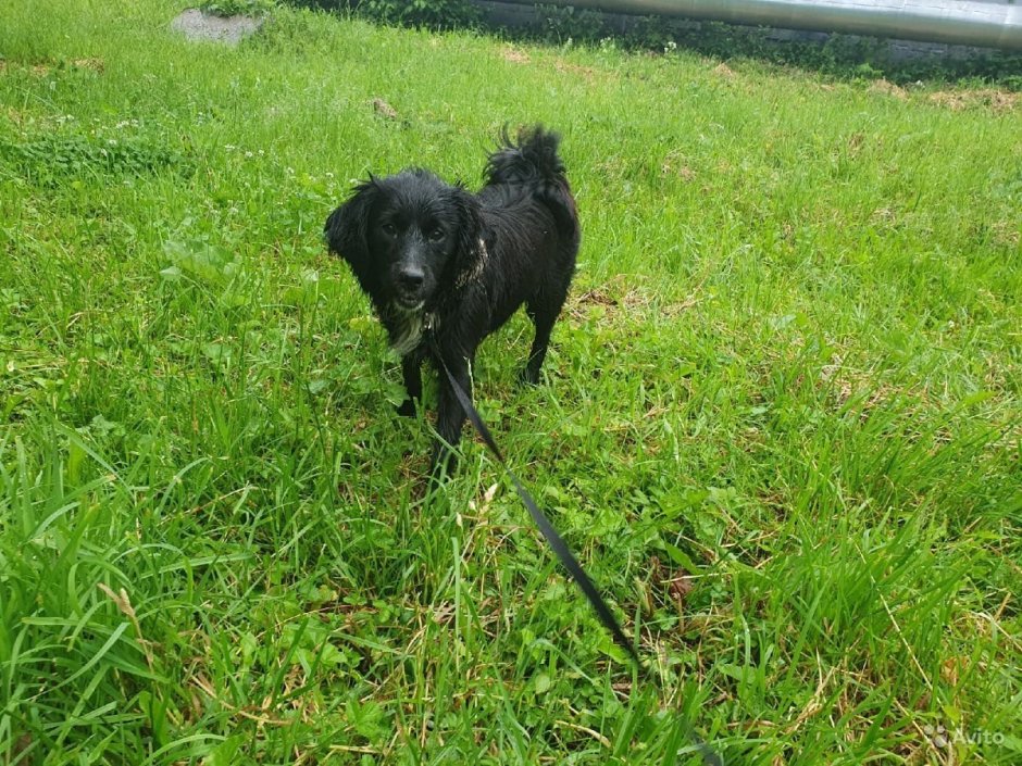 Помесь спаниеля и цвергшнауцера