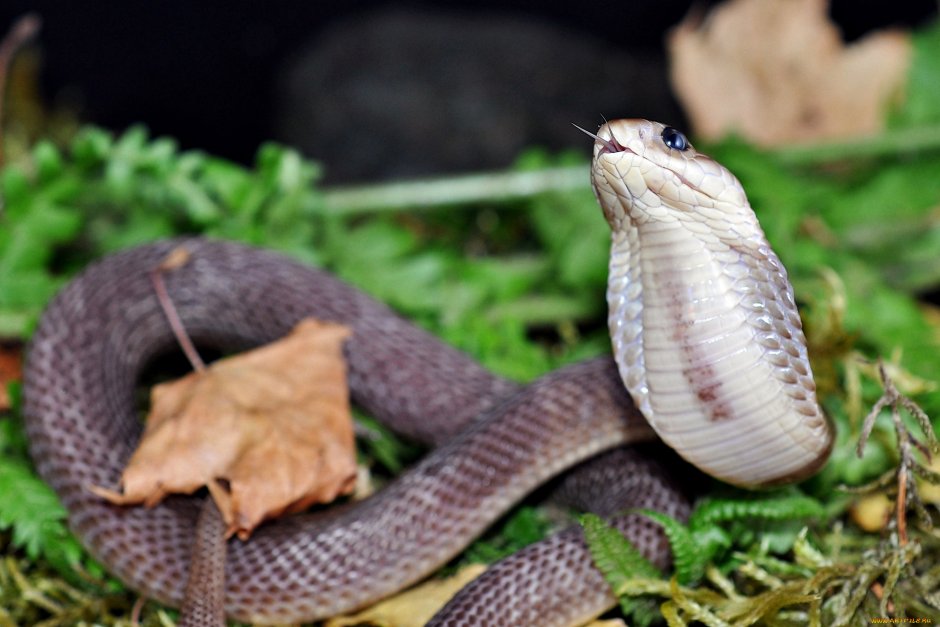 Naja sputatrix