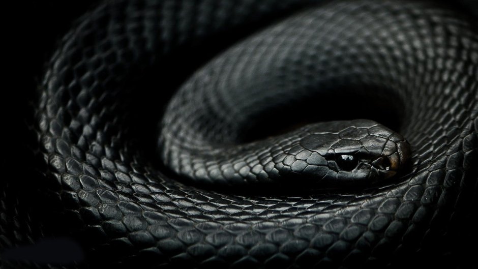 Кустарниковая гадюка (Atheris