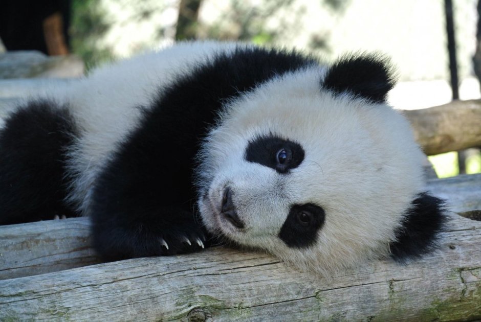 Королевская Панда