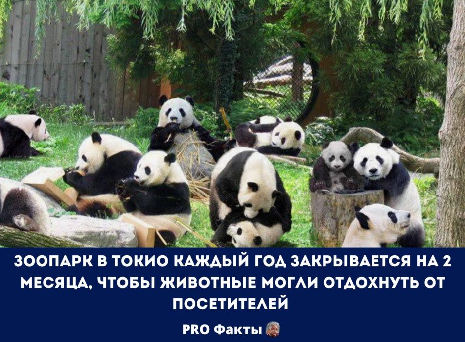 Центр большой панды в Чэнду