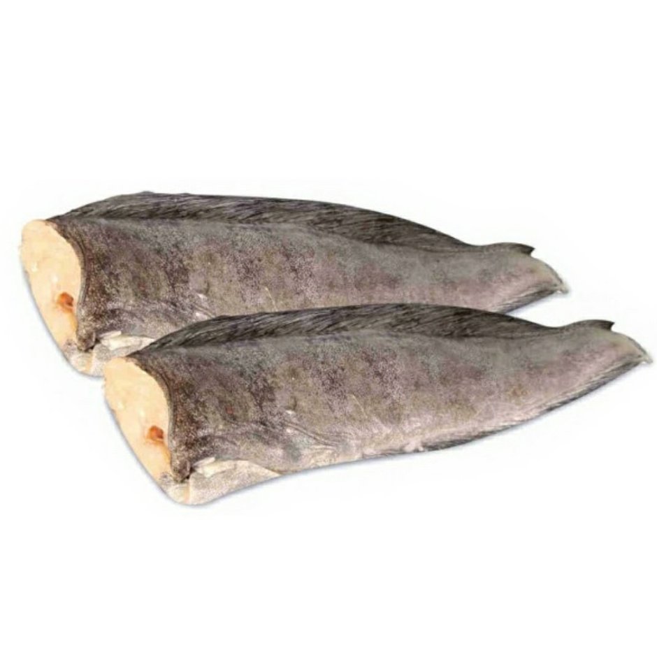 Wolf eel